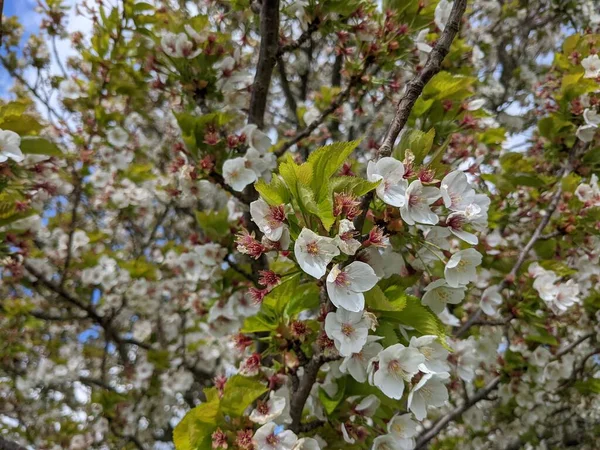 Piękne Gałęzie Drzew Białymi Kwiatami Wiosenny Ogród — Zdjęcie stockowe