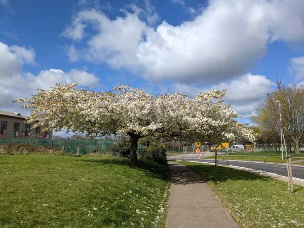 Baharda çiçek açan ağaçla harika bir manzara.