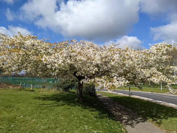 Baharda çiçek açan ağaçla harika bir manzara.