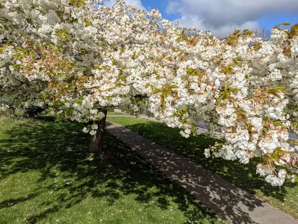 Beyaz çiçekli güzel ağaç dalları, bahar bahçesi.