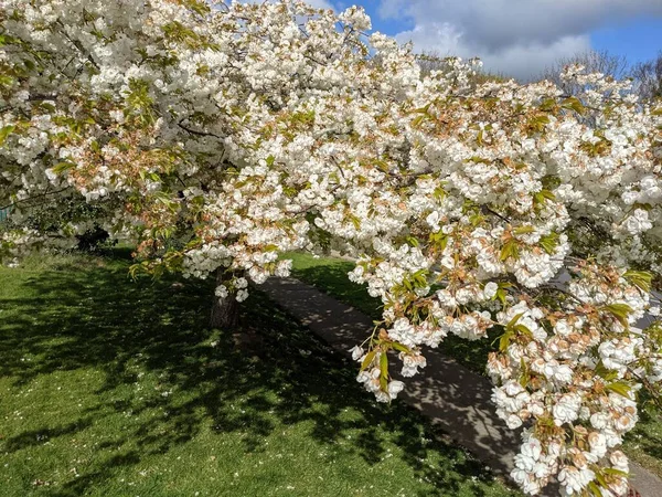 Beyaz çiçekli güzel ağaç dalları, bahar bahçesi.