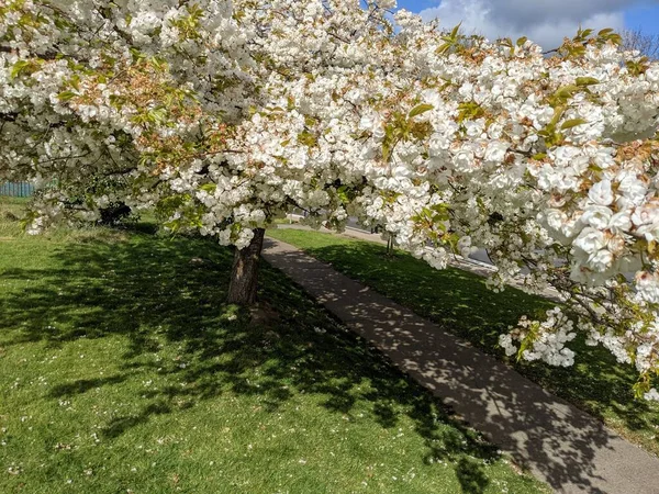 Beyaz çiçekli güzel ağaç dalları, bahar bahçesi.
