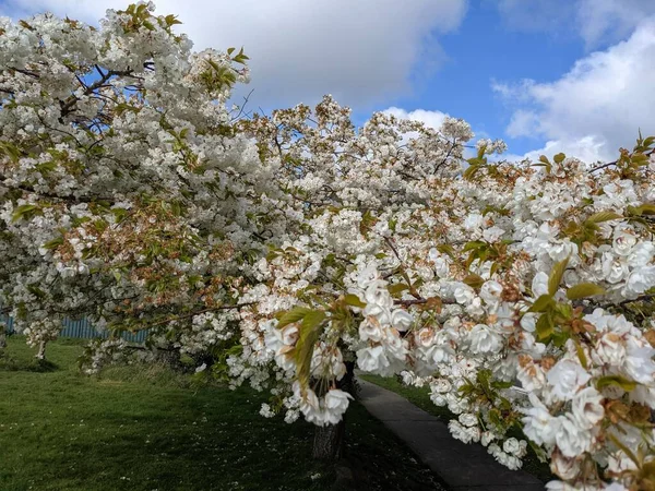 Beyaz çiçekli güzel ağaç dalları, bahar bahçesi.