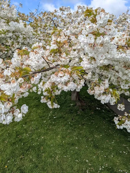 Baharda çiçek açan ağaçla harika bir manzara.