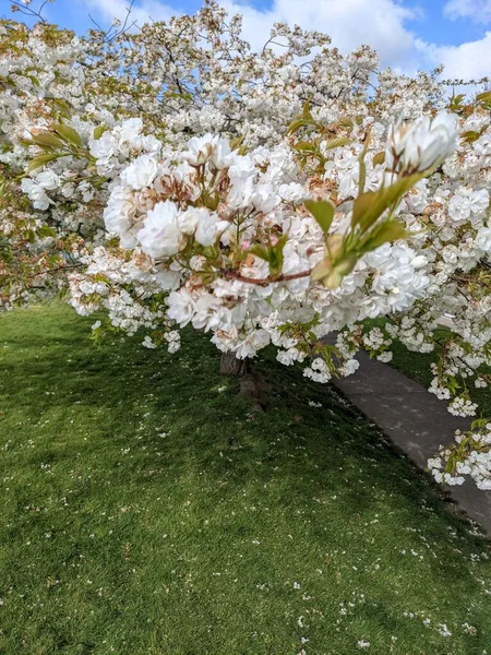 Wspaniały Krajobraz Kwitnącym Drzewem Wiosną — Zdjęcie stockowe