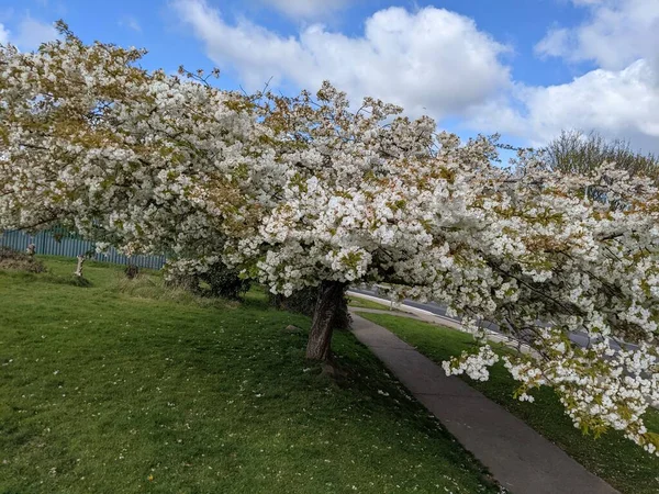 Baharda çiçek açan ağaçla harika bir manzara.