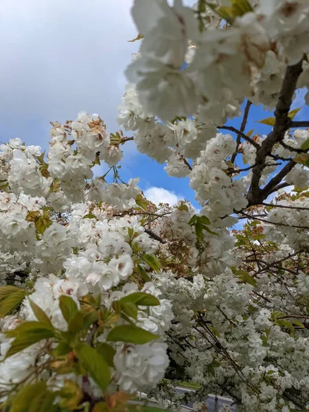 Красивые Ветви Деревьев Белыми Цветами Весенний Сад — стоковое фото