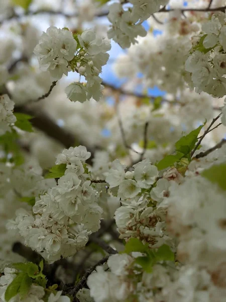 Beyaz çiçekli ağaç dallarını kapatın, bahar arkaplanı .