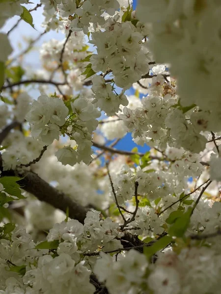 Закрытие Ветвей Деревьев Белыми Цветами Весенний Фон — стоковое фото