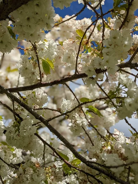 Vackra Trädgrenar Med Vita Blommor Vår Trädgård — Stockfoto