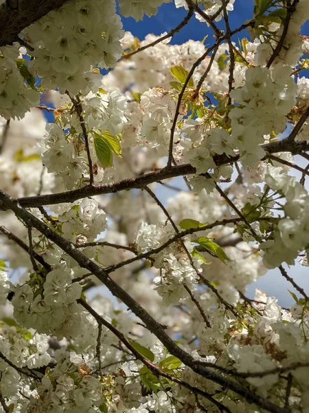 Beautiful Tree Branches White Flowers Spring Garden — стоковое фото