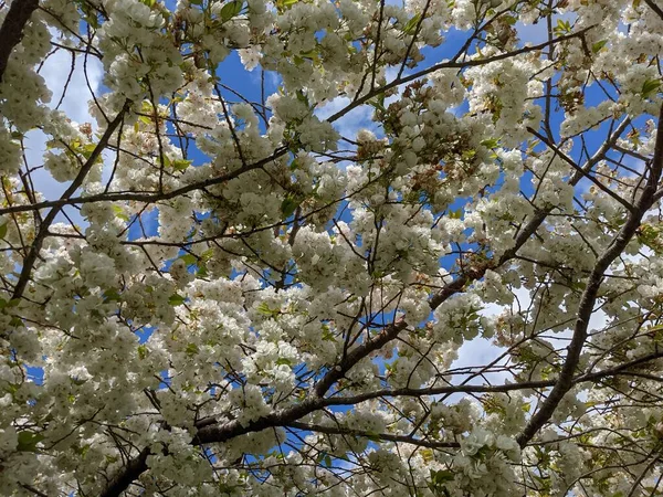 Beautiful Tree Branches White Flowers Spring Garden — Foto Stock