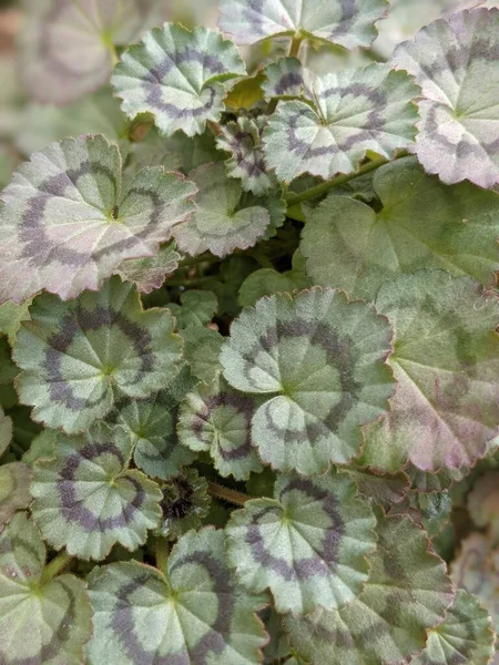 Güzel botanik fotoğrafı, doğal duvar kağıdı.