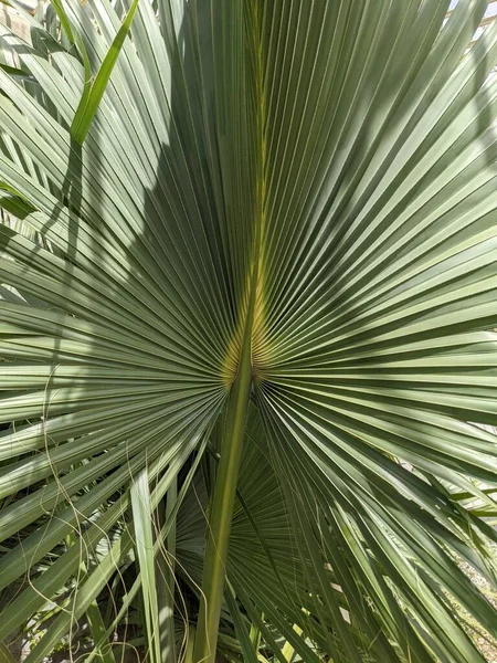 Foglie Palma Verde Sfondo Naturale — Foto Stock