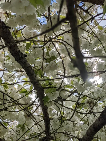 Vackra Trädgrenar Med Vita Blommor Mot Himlen Vår Trädgård — Stockfoto