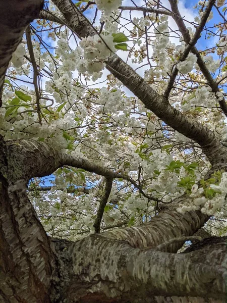 Beautiful Tree Branches White Flowers Sky Spring Garden — Photo