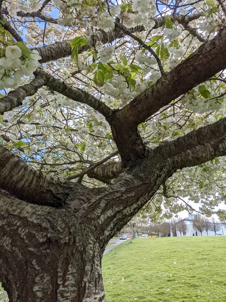 Krásné Větve Stromů Bílými Květy Jarní Zahrada — Stock fotografie