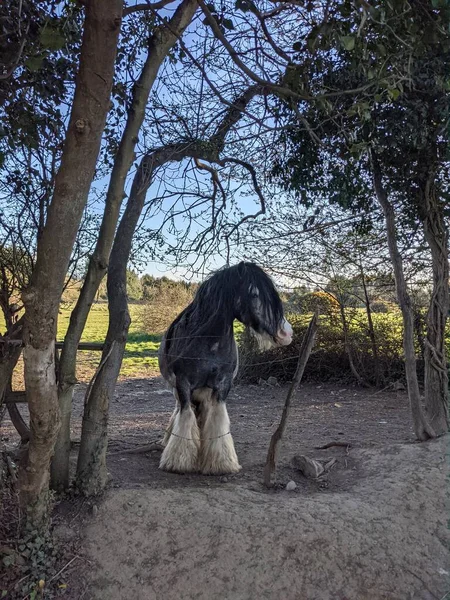Schönes Weißes Und Schwarzes Bastelpferd Mit Langer Mähne Das Frei — Stockfoto