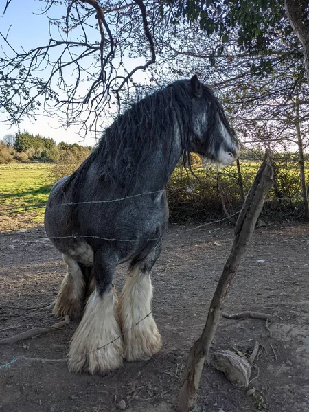 Beautiful White Black Tinker Horse Long Mane Walking Free Yard — Stock Photo, Image