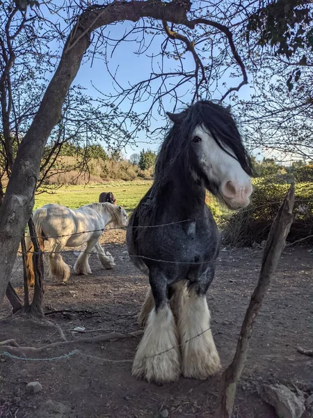 Belos Cavalos Tinker Com Crina Longa Andando Livre Quintal — Fotografia de Stock
