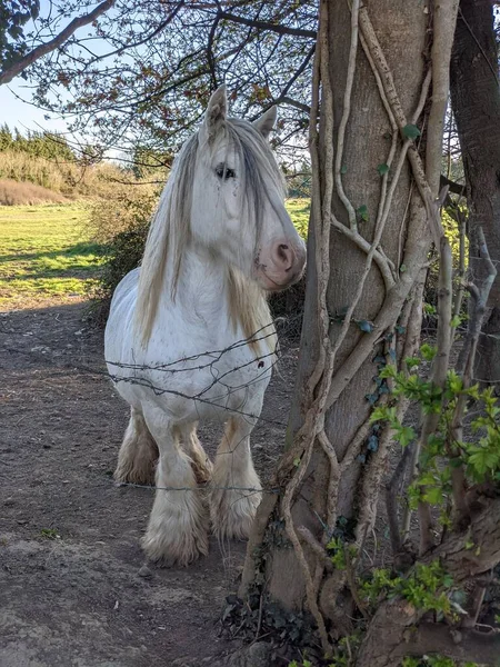 Belo Cavalo Tinker Branco Com Crina Longa Andando Livre Quintal — Fotografia de Stock