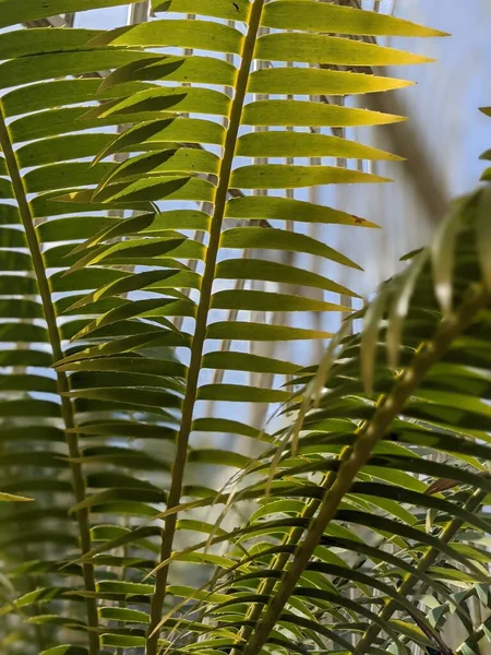 Beautiful Green Leaves Fern Close — Stok fotoğraf