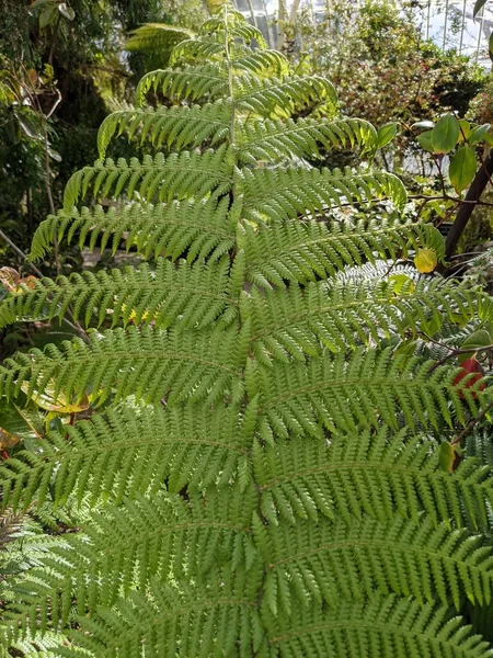 Beautiful Green Leaves Fern Close — Stock Fotó