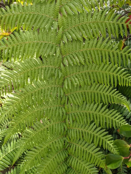 Beautiful Green Leaves Fern Close — стоковое фото