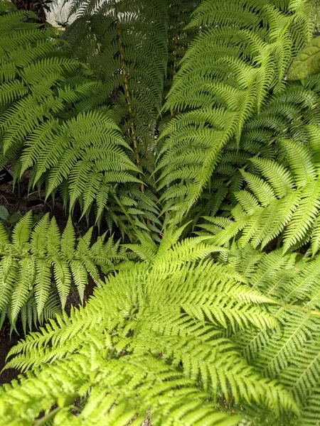 Güzel yeşil eğrelti otu yaprakları. Kapat..