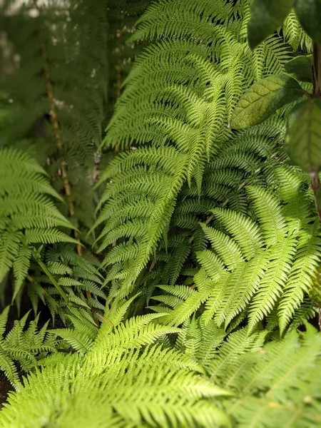 Beautiful Green Leaves Fern Close — Stock fotografie