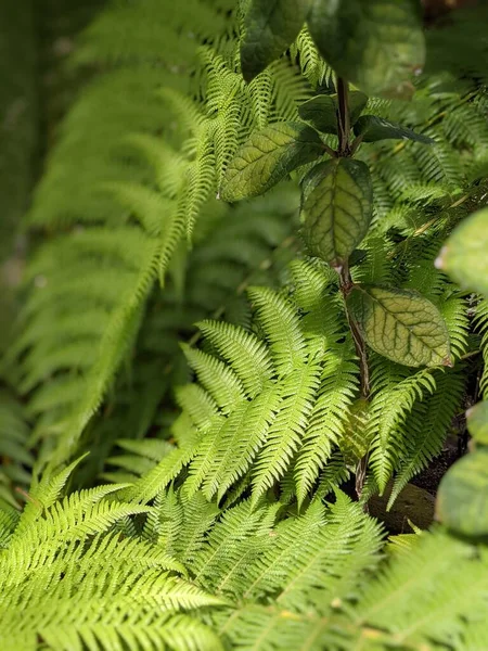 Güzel yeşil eğrelti otu yaprakları. Kapat..