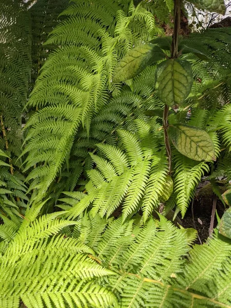 Beautiful Green Leaves Fern Close — Stockfoto