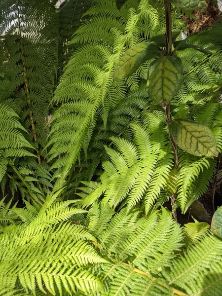 Belas Folhas Verdes Samambaia Perto — Fotografia de Stock