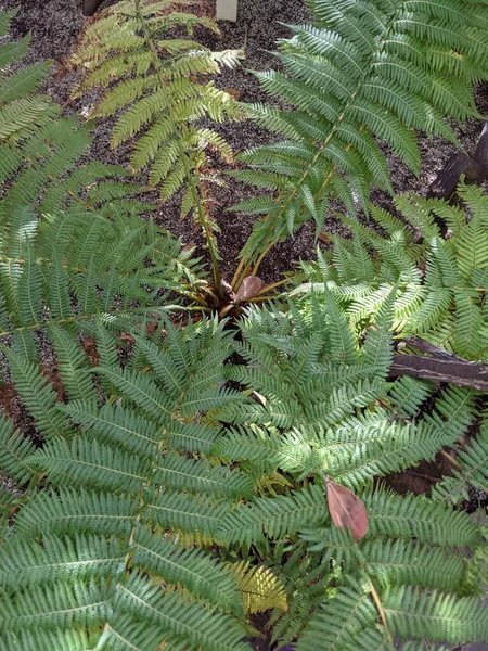 Güzel yeşil eğrelti otu yaprakları. Kapat..