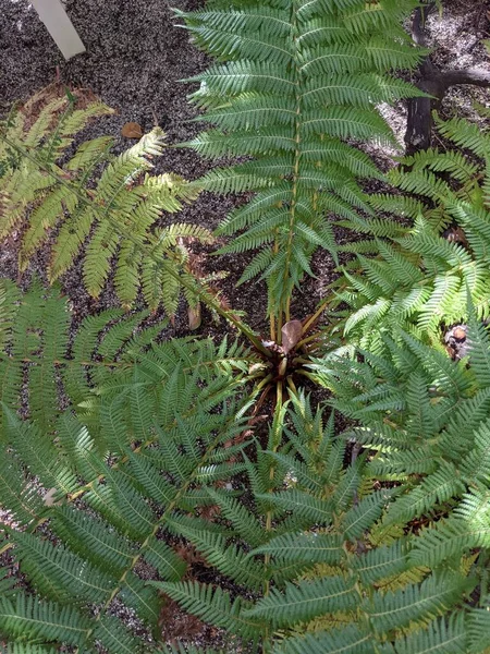 Beautiful Green Leaves Fern Close — стоковое фото