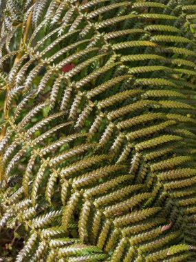 Güzel yeşil eğrelti otu yaprakları. Kapat..