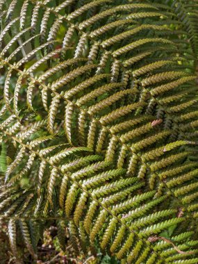 Güzel yeşil eğrelti otu yaprakları. Kapat..