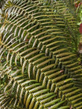Güzel yeşil eğrelti otu yaprakları. Kapat..