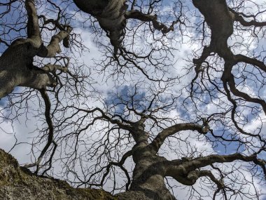 Çıplak ağaç dalları mavi gökyüzüne karşı