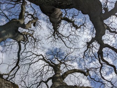 Çıplak ağaç dalları mavi gökyüzüne karşı