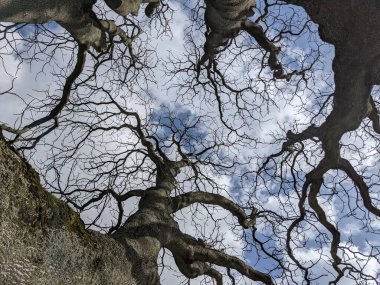 Çıplak ağaç dalları mavi gökyüzüne karşı
