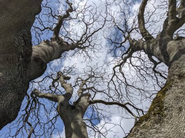 Çıplak ağaç dalları mavi gökyüzüne karşı