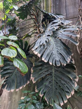 Palmiye ağaçları, bitki örtüleri ve bitkilerle güzel bir tropikal arka plan