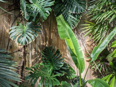 Palmiye ağaçları, bitki örtüleri ve bitkilerle güzel bir tropikal arka plan