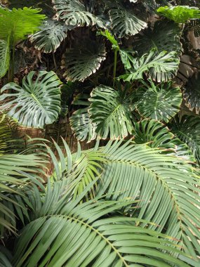 Palmiye ağaçları, bitki örtüleri ve bitkilerle güzel bir tropikal arka plan