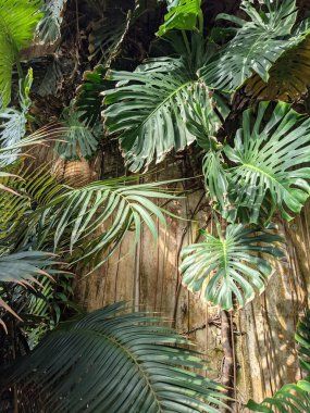 Palmiye ağaçları, bitki örtüleri ve bitkilerle güzel bir tropikal arka plan