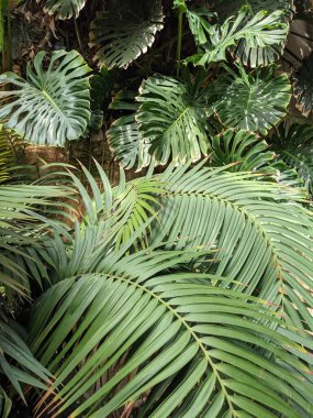 Palmiye ağaçları, bitki örtüleri ve bitkilerle güzel bir tropikal arka plan