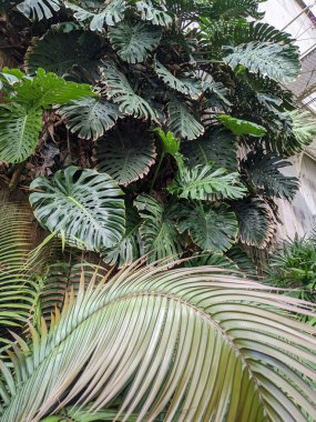 Palmiye ağaçları, bitki örtüleri ve bitkilerle güzel bir tropikal arka plan