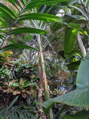 Çeşitli nadir bitkilerle dolu cam bir seranın parçası. 