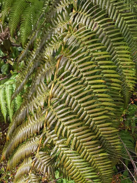 Beautiful Green Leaves Fern Close — Stockfoto